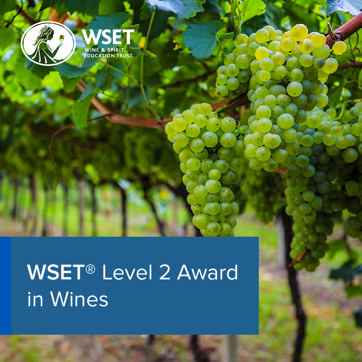 Level 2 Award in Wines